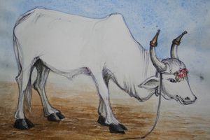 Vache sacrée Inde 14x18 90€ 1988